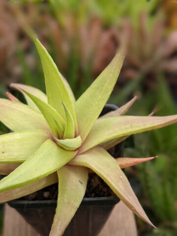Petite Umbobmensis Mini Haworthia Plant (aloe-like) - Image 4