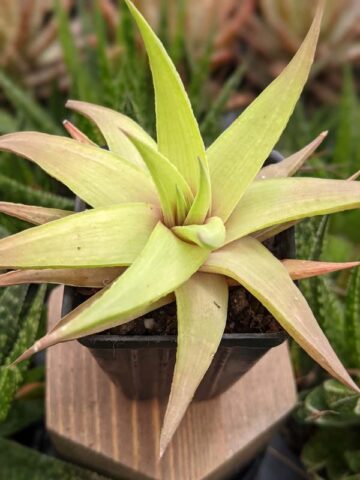 Petite Umbobmensis Mini Haworthia Plant (aloe-like)
