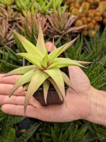 Alternative view of Petite Umbobmensis Mini Haworthia Plant (aloe-like)