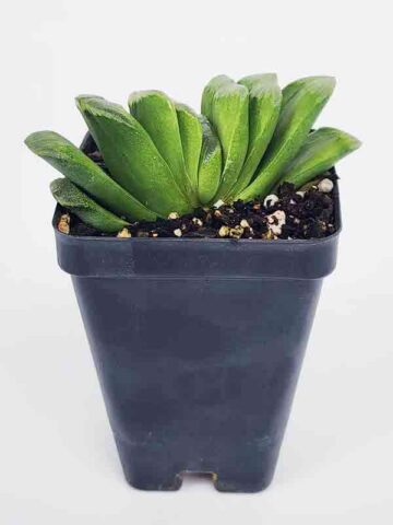 Limited Kens Lime Truncata Hybrid Haworthia Plant (aloe-like)