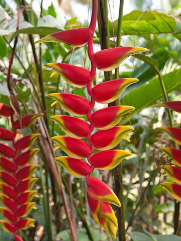 Lg. Pendant Lobster Claw Plant (heliconia rostrata)
