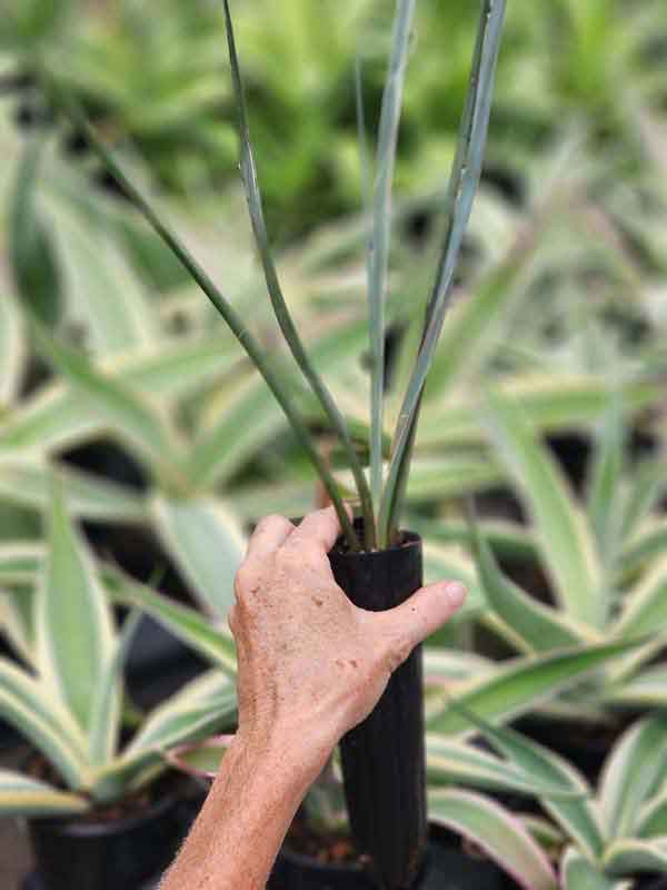 Lg. Giant Desert Hesperaloe (hesperaloe funifera) - Image 4