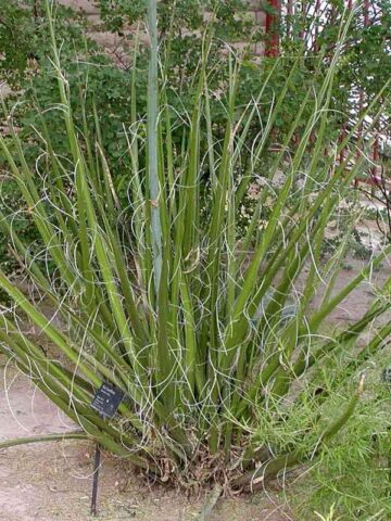 Lg. Giant Desert Hesperaloe (hesperaloe funifera)