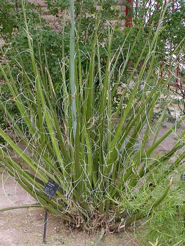 Lg. Giant Desert Hesperaloe (hesperaloe funifera)