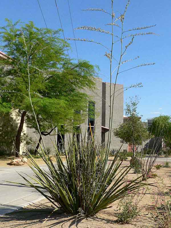 Lg. Giant Desert Hesperaloe (hesperaloe funifera) - Image 3
