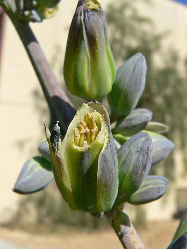 Lg. Giant Desert Hesperaloe (hesperaloe funifera) - Image 2