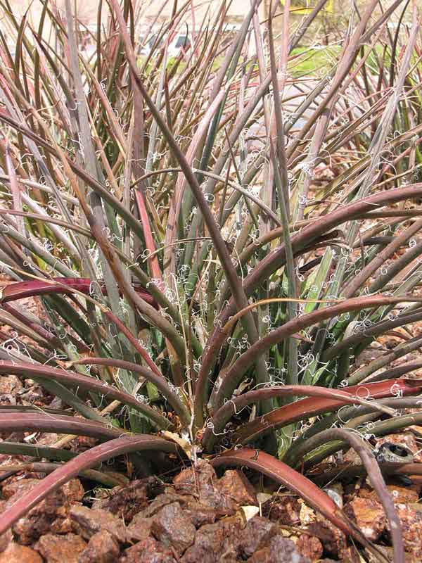 Lg. Bright Red Flame Flowering Yucca Plant (hesperaloe parviflora) - Image 2