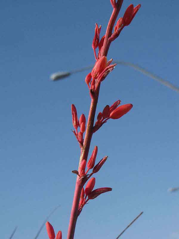 Lg. Bright Red Flame Flowering Yucca Plant (hesperaloe parviflora) - Image 3