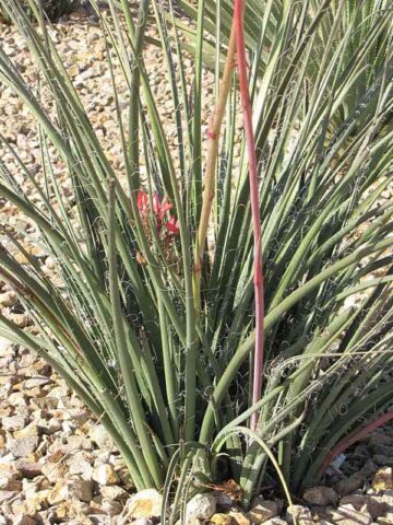 Lg. Bright Red Flame Flowering Yucca Plant (hesperaloe parviflora)