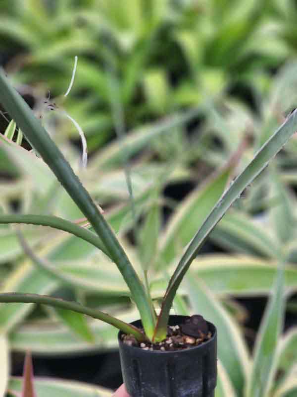 Lg. Bright Red Flame Flowering Yucca Plant (hesperaloe parviflora) - Image 4