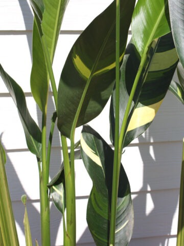 Lg. Golden Giant Variegated Lobster Claw Plant (heliconia thai hyb.) - Image 4