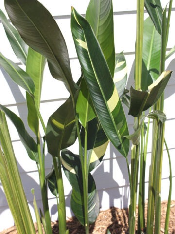 Lg. Golden Giant Variegated Lobster Claw Plant (heliconia thai hyb.) - Image 3