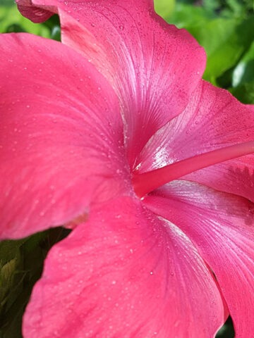 Alternative view of Hibiscus Brilliant Red Bush (h.rosa-sinensis)