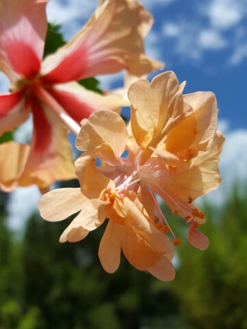 Alternative view of Peach Poodle Hibiscus El Capitolio (h.rosa-sinensis)