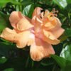 Hibiscus Joanne Double Orange Bush (h.rosa-sinensis)