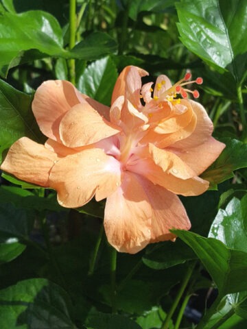 Hibiscus Joanne Double Orange Bush (h.rosa-sinensis)