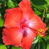 Hibiscus Alien Red Bush (h.rosa-sinensis)