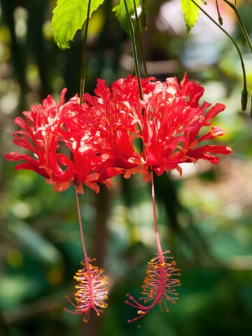 Alternative view of Coral Fringed Pendant Hibiscus Bush (h.rosa-schizopetalus)