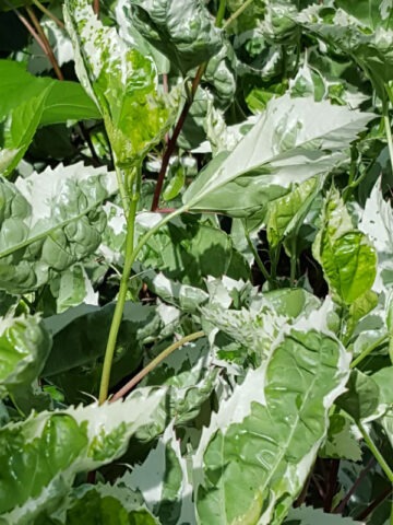 Alternative view of Hibiscus Snow Queen Tri-Color Bushes (h.rosa-sinensis)