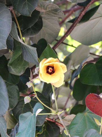 Alternative view of Huge Tropical Hibiscus Shrub (tiliaceus mahoe)