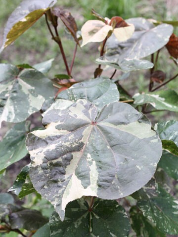 Tricolor Hibiscus Shrub (tiliaceus mahoe)