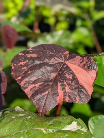 Alternative view of Tricolor Hibiscus Shrub (tiliaceus mahoe)