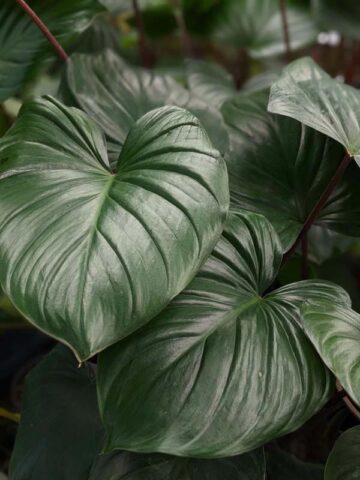 Lg. Rubescens Jade Red Stem Elephant Ear Plant (homalomena)