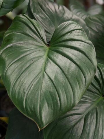 Alternative view of Lg. Rubescens Jade Red Stem Elephant Ear Plant (homalomena)