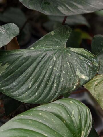 Alternative view of Lg. Rubescens Variegatata Elephant Ear Plant (homalomena)