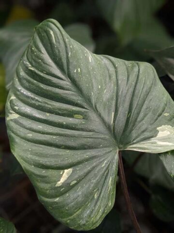 Lg. Rubescens Variegatata Elephant Ear Plant (homalomena)