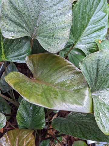 Lg. Borneo Black Elephant Ear Plant (homalomena truncata)