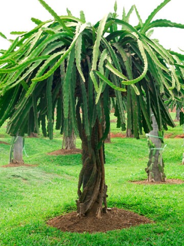 Kathie Van Arum Dragon Fruit Cactus (hylocereus stenopterus X undatus)