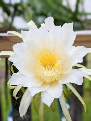 Thomson G2 Dragon Fruit Cactus (hylocereus guatemalensis)
