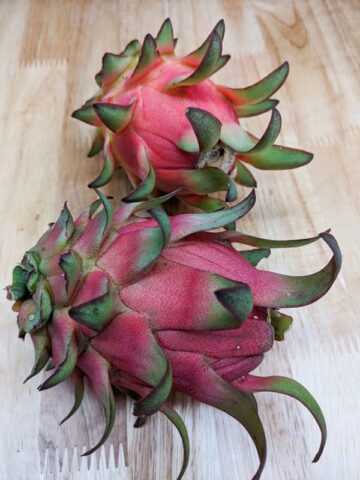 Costa Rican Cebra Dragon Fruit Cactus (hylocereus polyrhizus)