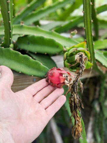 Alternative view of Neon Dragon Fruit Cactus (hylocereus polyrhizus)