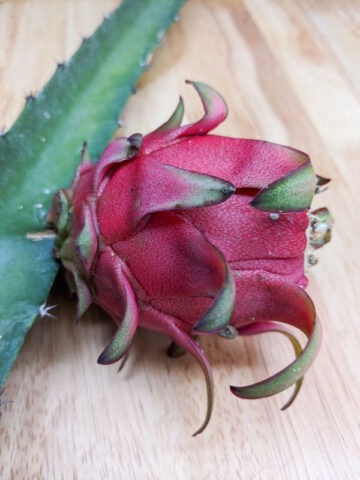 Orejona Dragon Fruit Cactus (hylocereus polyrhizus)