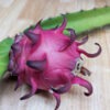 Red Jaina Dragon Fruit Cactus (hylocereus polyrhizus)