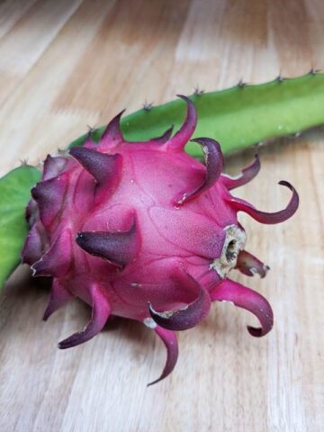 Red Jaina Dragon Fruit Cactus (hylocereus polyrhizus)