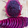 Vivid Purpurea Dragon Fruit Cactus (hylocereus polyrhizus X undatus)