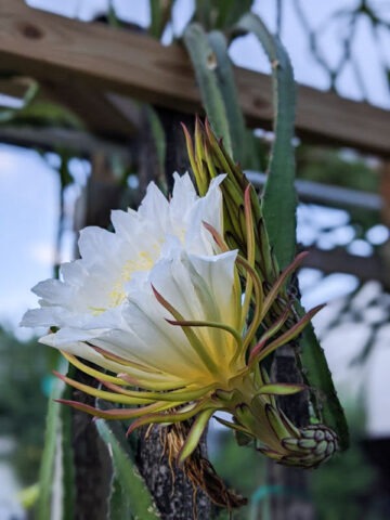Alternative view of Maui Dragon Fruit Cactus (hylocereus undetus)