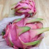 Thai White Dragon Fruit Cactus (hylocereus undetus)
