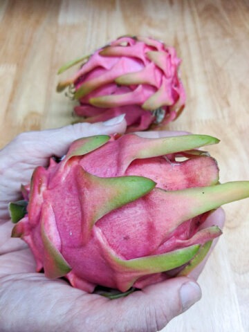 Thai White Dragon Fruit Cactus (hylocereus undetus)