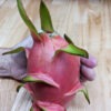 Giant Vietnamese Jaina White Dragon Fruit (hylocereus undetus)