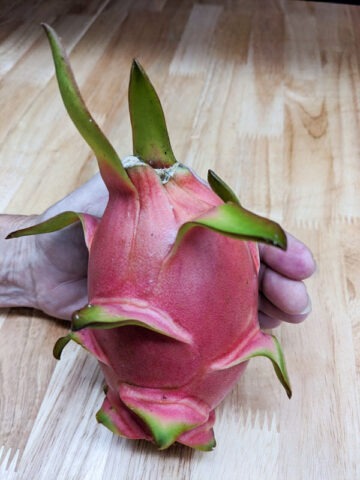 Giant Vietnamese Jaina White Dragon Fruit (hylocereus undetus)