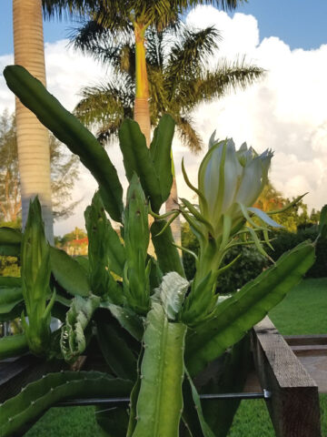 Alternative view of Kathie Van Arum Dragon Fruit Cactus (hylocereus stenopterus X undatus)