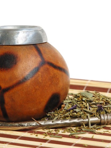 Alternative view of Lg. Yerba Mate Tea Bush (ilex paraguariensis)