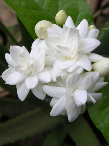 TEA TIME – Maid of Orleans Jasmine Plant (jasminum sambac)