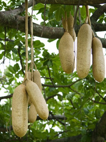 Lg. Tropical Sausage Tree (kigelia africana)