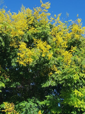 Alternative view of Lg. Golden Rain Tree (koelreuteria paniculata)