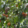 Lg. Sapodilla Fruit Tree (manilkara zapota)